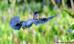 DSC_7616_001.JPG