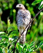 DSC_7626_001.JPG