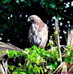 DSC_7631_001.JPG
