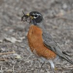 Robin4.jpg