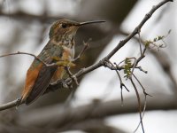 Hummer3.jpg