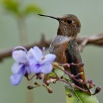 Hummer11.jpg