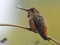 Hummer14.jpg