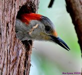 DSC_7647_001.JPG
