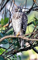 DSC_7666_001.JPG