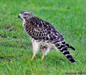 DSC_7705_001.JPG