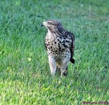 DSC_7709_001.JPG