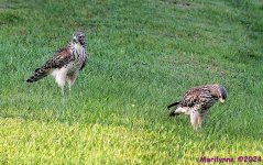 DSC_7730_001.JPG