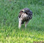 DSC_7737_001.JPG