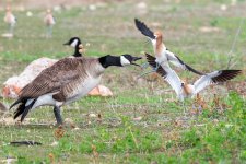 AvocetGooseFight-12.jpg