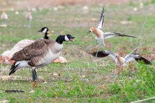 AvocetGooseFight-13.jpg