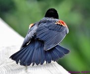 DSC_7769_001.JPG