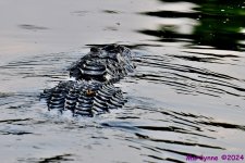 DSC_7968_001.JPG