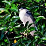 DSC_8118_001.JPG