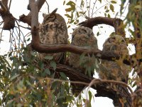 Owl.jpg
