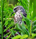 DSC_8143_001.JPG