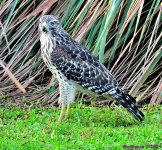 DSC_8174_001.JPG