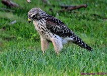 DSC_8190_001.JPG