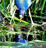 DSC_8267_001.JPG