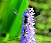 DSC_8268_001.JPG