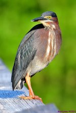 DSC_8278_001.JPG