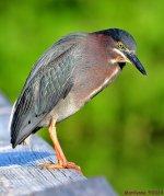 DSC_8283_001.JPG