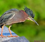 DSC_8285_001.JPG
