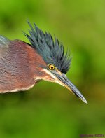 DSC_8286_001.JPG