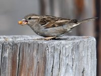Sparrow3.jpg