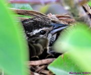 DSC_8367_001.JPG