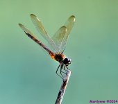 DSC_8371_001.JPG
