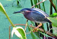 DSC_8526_001.JPG