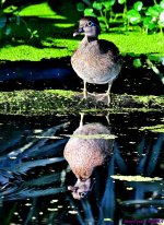 DSC_8594_stitch3_001.JPG