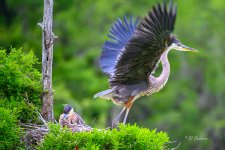 DSC_0240-topaz-denoiseraw-sharpen-2.jpg