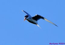DSC_8630_001.JPG