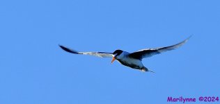 DSC_8631_001.JPG