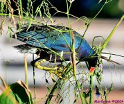 DSC_8675_001.JPG