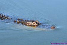 DSC_8690.JPG