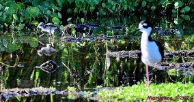 DSC_8738_001.JPG