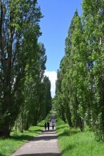 Poplar trees.JPG