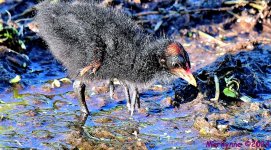 DSC_8922_stitch3_001.JPG