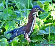 DSC_9001_001.JPG