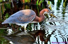 DSC_9051_001.JPG