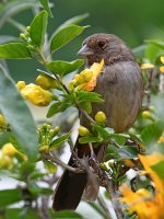 Towhee3.jpg