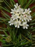 Milkweed.jpg