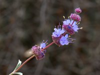 Salvia.jpg