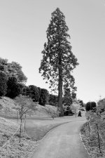 Tree.jpg