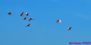 DSC_9215_001.JPG