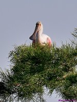 DSC_9159_001.JPG