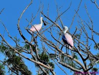 DSC_9267_001.JPG
